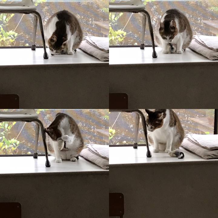 2bf54c52 a552 4bf7 8ecd 950fbaea4d3f 1558253717261