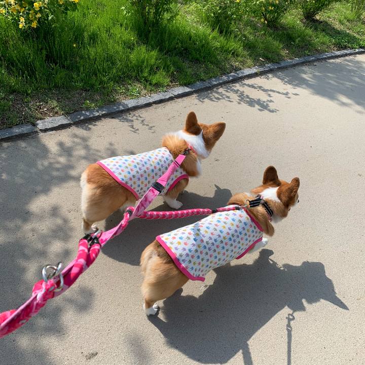 2bf6912a c61e 4656 9a51 1a841490998a 1587623503529