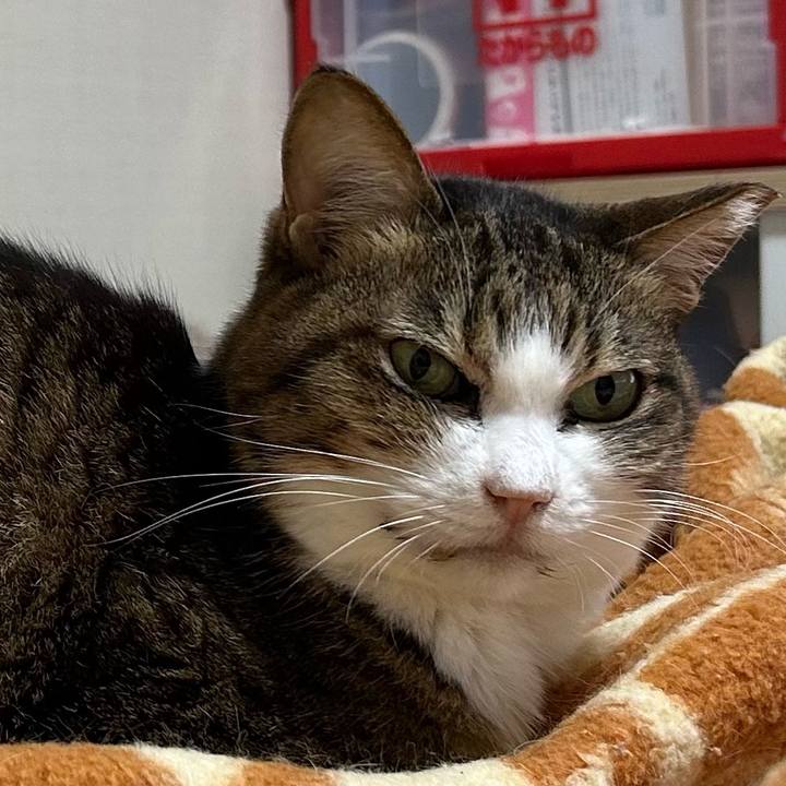 2bf88be8 2011 40c8 844e b608be0fba7a 1776720737374