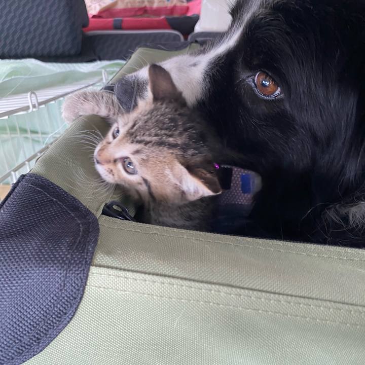 2bfb8a3f 970c 4c72 9561 1f9222b775d3 1597022379355