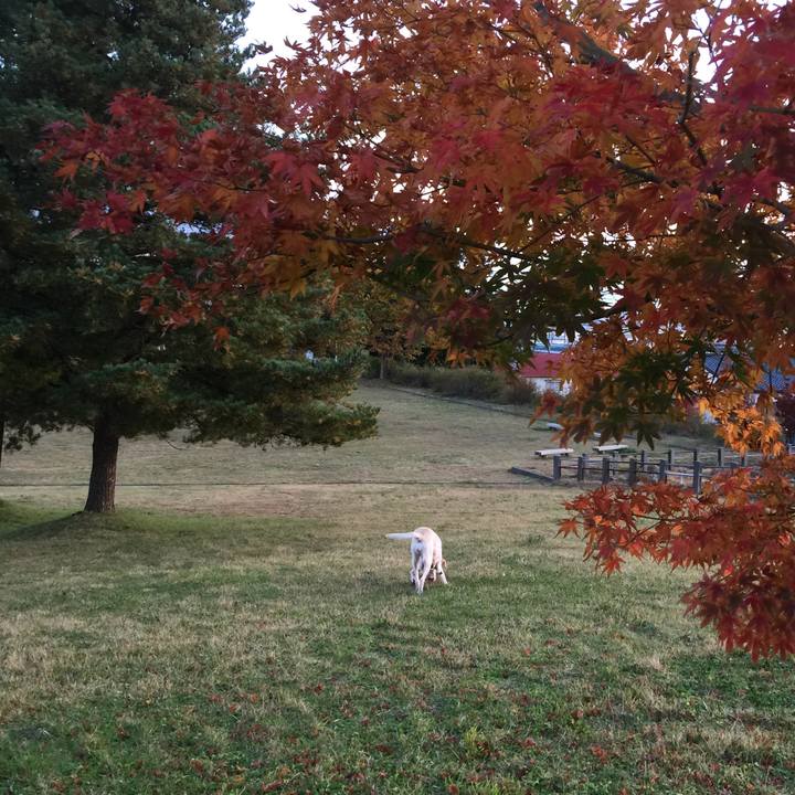 2bfc30db db75 420c a760 00f87d2c55e3 1573038579802