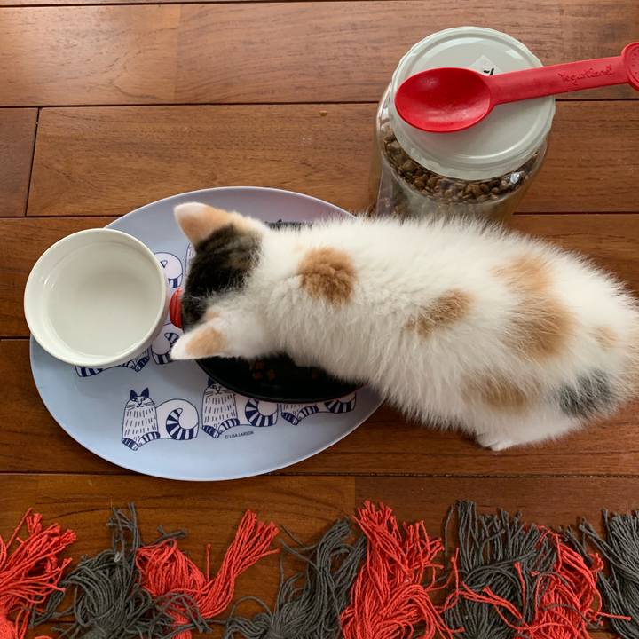 2bfcbbb8 4229 457a 820d 90f6bc40fc4f 1590466425365