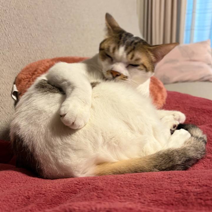 2bfeb234 6354 4383 92ac 745effcf98d7 1765319531425