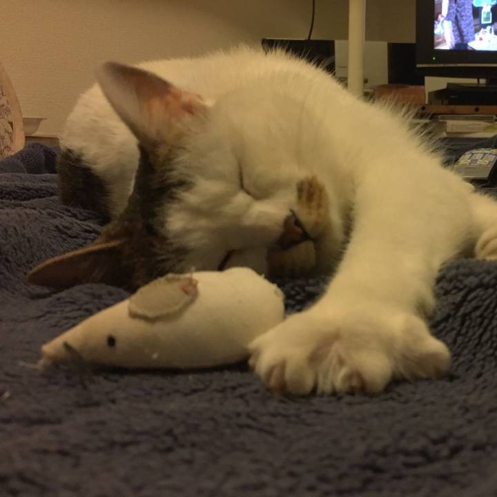 2c010864 57cd 419f 9b41 9bfe00271d82 1519552356004