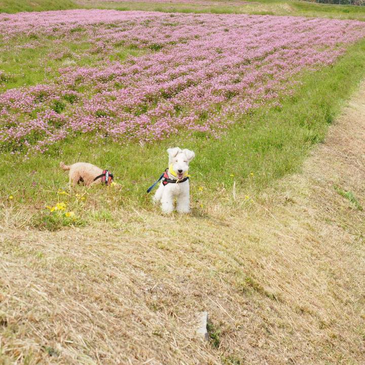 2c0469e3 3fdc 40eb 9e6e 929008bfc741 1555851347031