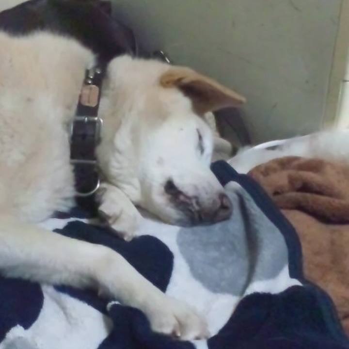 2c065538 415f 4c33 a229 6156e0f9d254 1513614246795