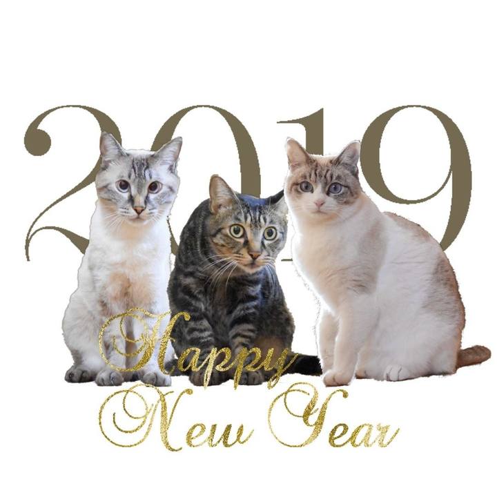 2c07d984 6f1a 4b33 8461 c0dd1fa2acf1 1546300360485