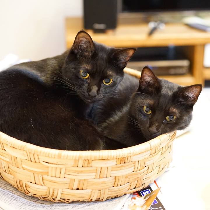 2c093c39 76db 4852 8b93 89ba62c9e3dc 1553435294625