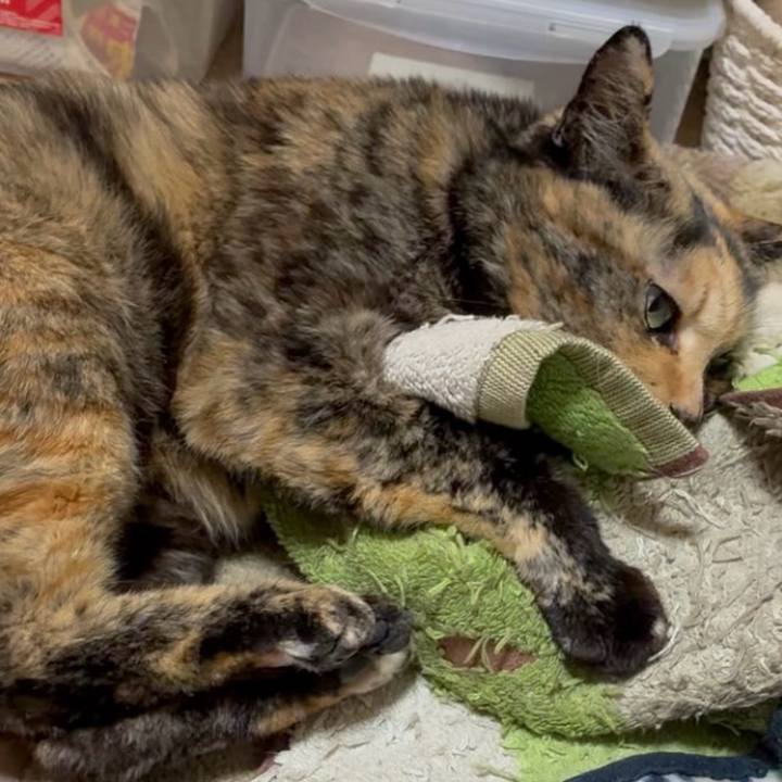 2c0a90fe 7ad3 49fa 87b5 60b1a7247204 1771966021483