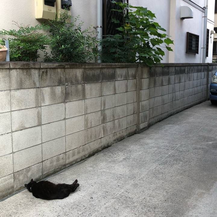 2c0c411c d52e 4e52 bc8d 73a4f8b9319e 1529943072962