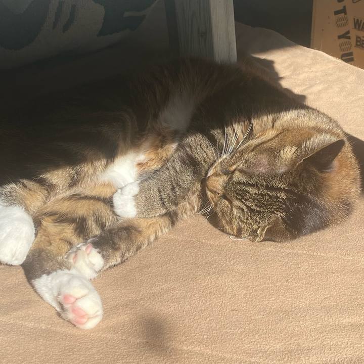 2c0e86f7 d84f 4880 aa73 3e79adaba554 1732933810827