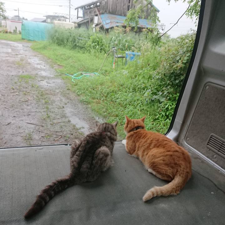 2c0f6376 9c46 4ad7 a0b7 4161523ed189 1596876683934