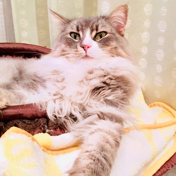 2c117f90 89d5 4b1b 97f0 d4f0597ca919 1542047282235