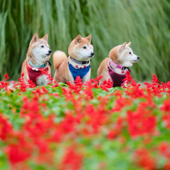 2c15b5d2 8455 488c a64d b44316dd213a 1761450402580