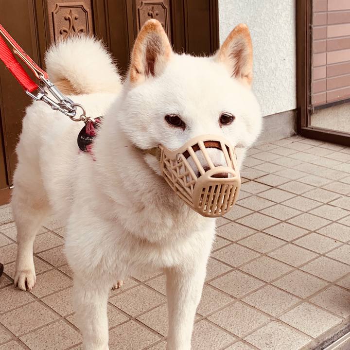 2c172c18 d624 43b8 9969 40296d5937c8 1589757545832