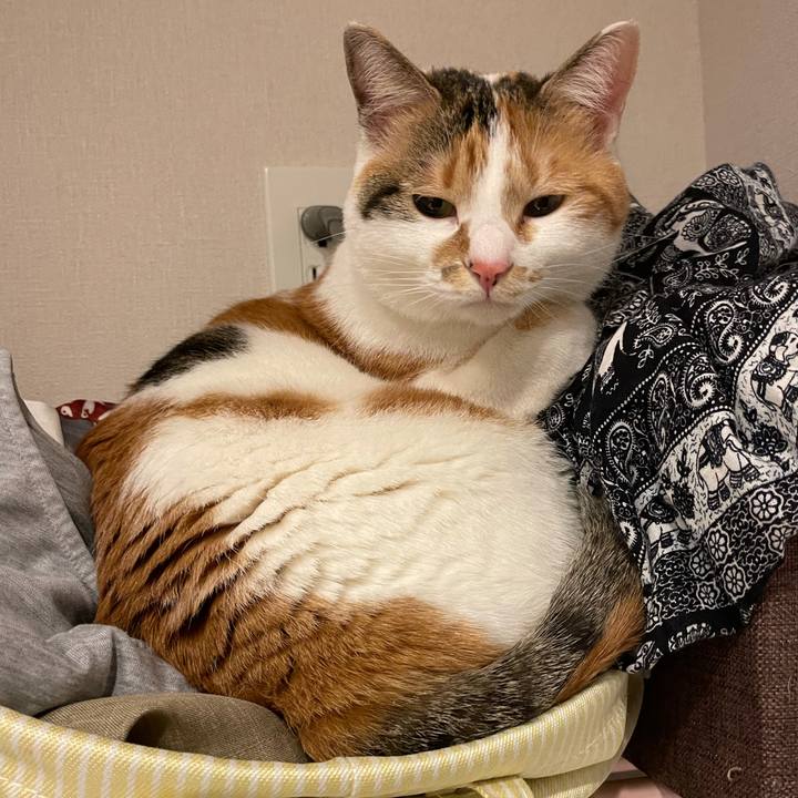 2c17c781 8a38 42be b379 b15efe8cfab1 1616545872388