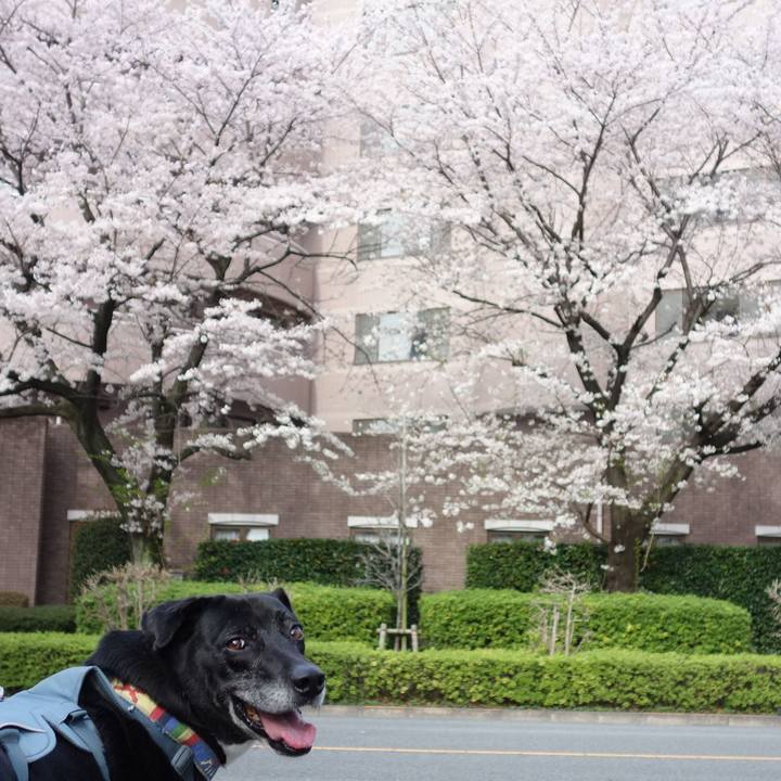 2c18f39e 8a58 472a bd38 c93aced1fffc 1712453069869