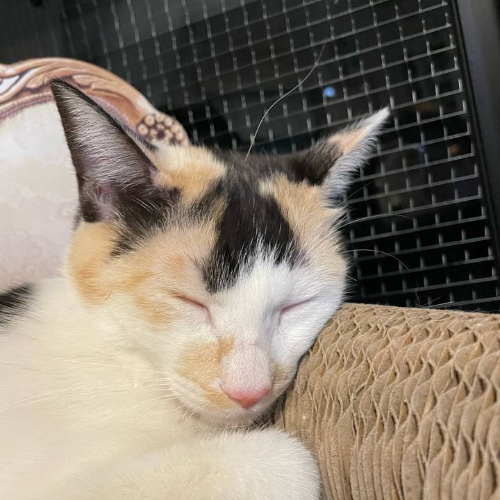 2c1c6a7a 39b6 48a9 871c 28d4c80d73f2 1677578455345