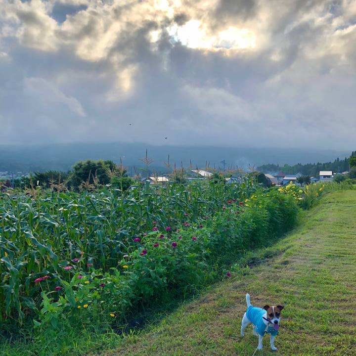 2c1d33f0 91db 4d6c 9d7a 1b3868ab57a4 1597746706480