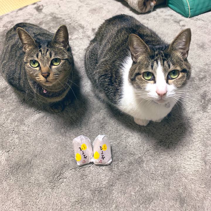 2c1db100 5ead 43d2 b8a1 3e76de6c4543 1545736283029