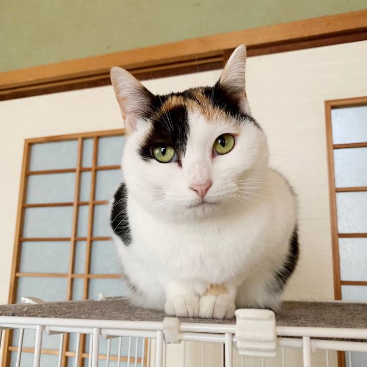 2c2118f0 72cf 4b41 b994 f27394eae922 1553046821499