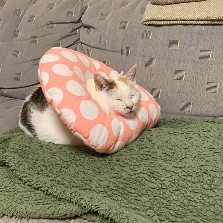 2c262100 fd8d 44e3 acd5 b26d73f15097 1548513668855