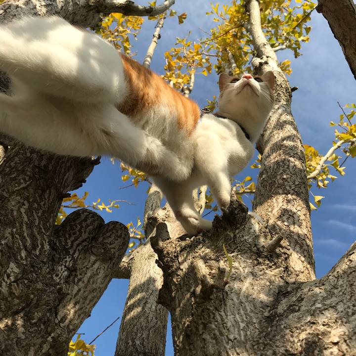 2c293386 5c33 4ee9 85ad 52529793030d 1510020776527