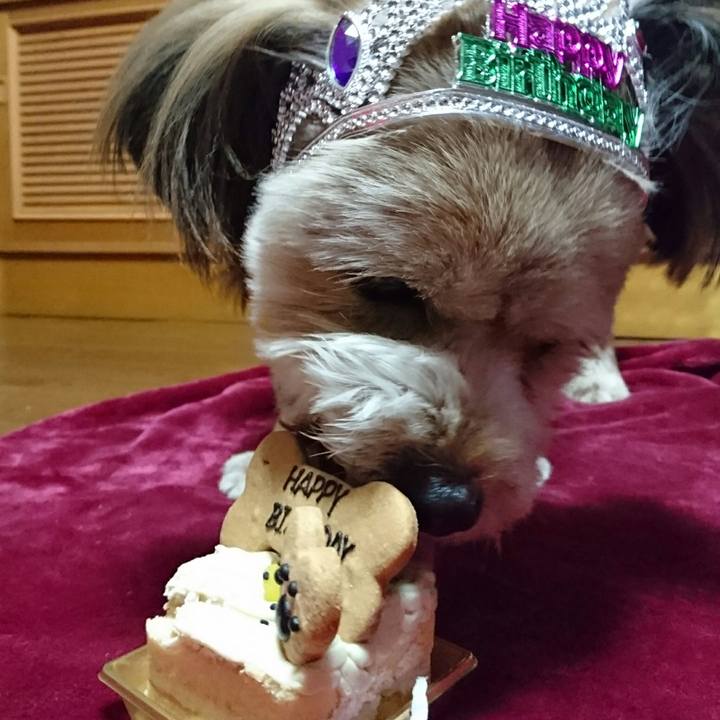 2c2b6d86 fa12 4da8 a02c 80bedef18b31 1513855367520