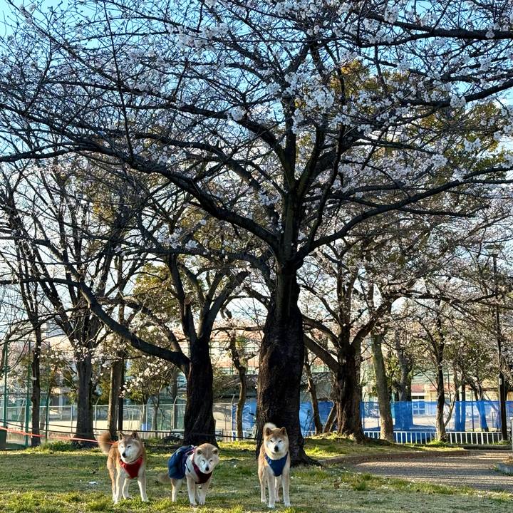 2c2b8155 dce7 42bf a81b f05e591d1434 1774539711823