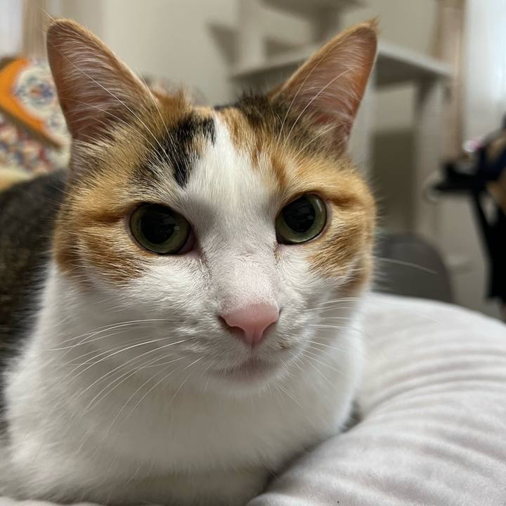 2c2d438d 6c56 48de bed2 e95868c85f95 1762294827484