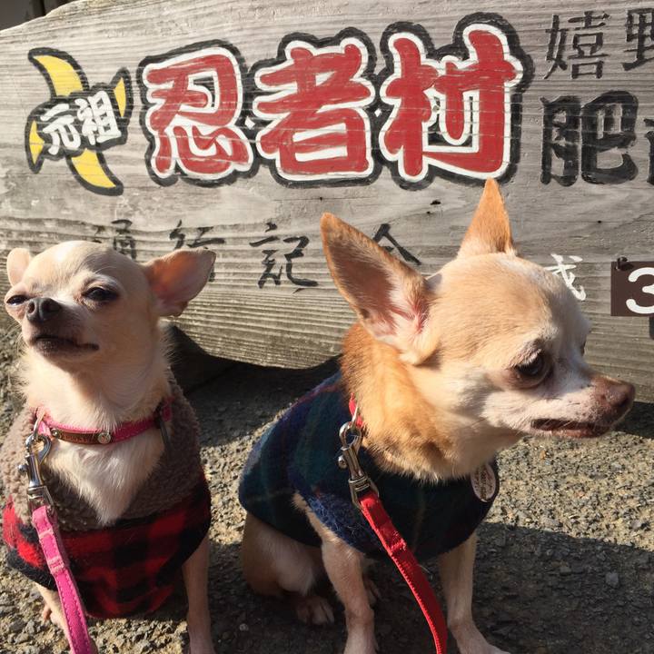 2c2dde53 31ef 4479 afbf 3bc7c80afc53 1516508850629