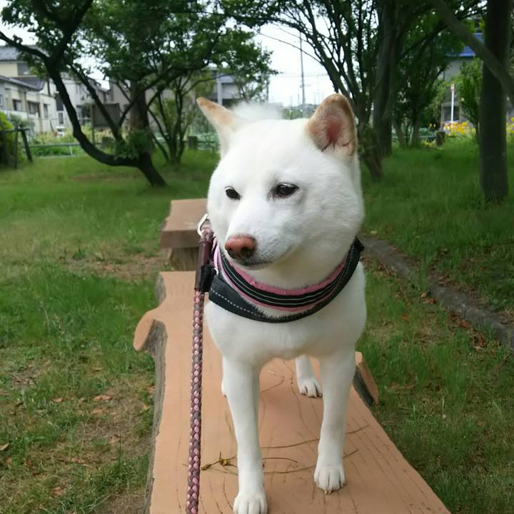 2c2e72b9 604b 4735 b565 d96a7ece27b8 1528544949673