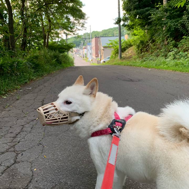 2c2e7b4a d40b 4f75 bbb8 71b5ee35a7e8 1564520702675