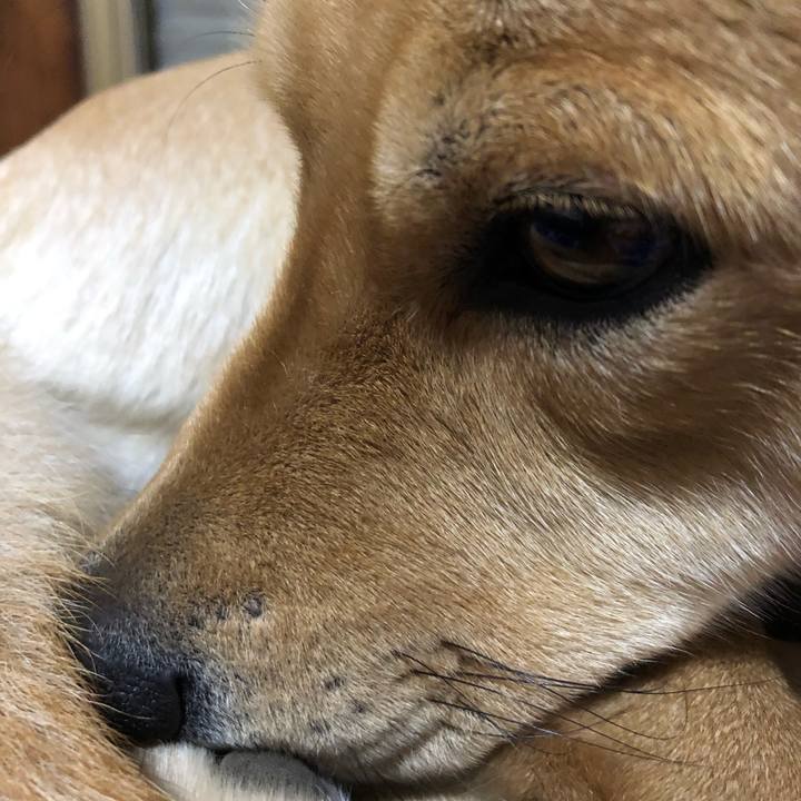 2c2f2eeb c3ca 4f4a 80b3 e354a9e58212 1547219601856