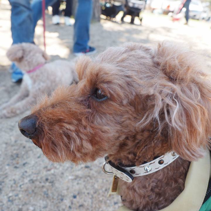 2c2fa9ff 85f8 4b29 81bb db51ed88285d 1555163930509