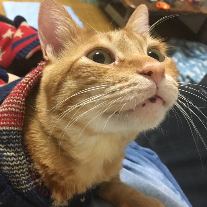 2c312344 3966 43c0 840c 1d7f06dc2ba0 1539778378929