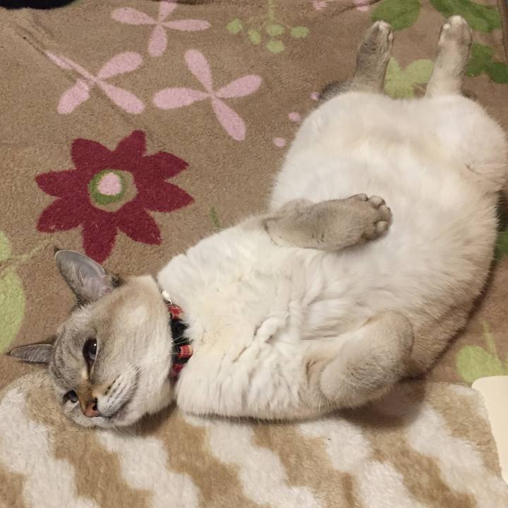 2c36817e 1d68 4b66 88e4 79a7f60a5ea6 1574200375381