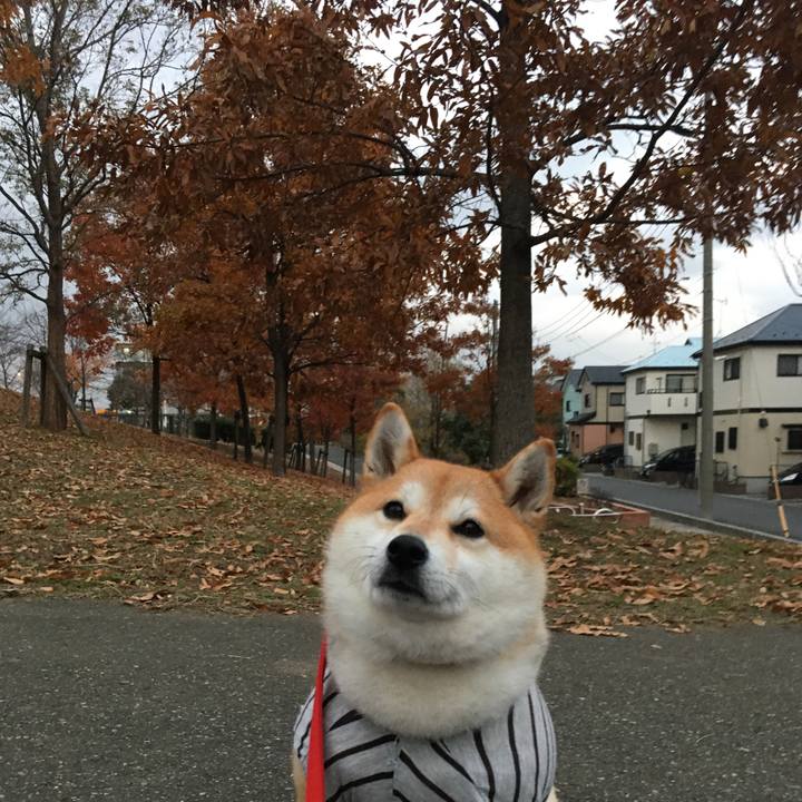 2c368f7a f3af 468f a35f eef7e1a4cde4 1575881606160