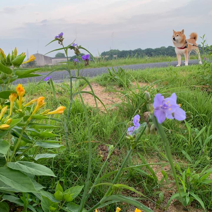 2c372d4f b0e4 4d6a 8bb9 0ce439695cc8 1595236990632