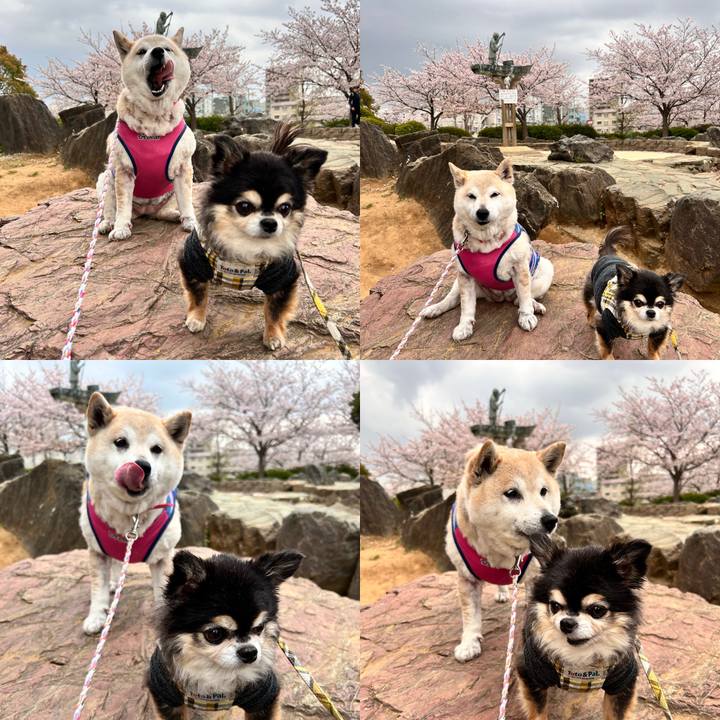 2c3cb0e9 7ae6 4146 94fd 7fe5559c7147 1744277144936