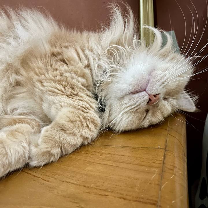 2c3e6678 b69b 4a0d a670 6bab57f9e2fa 1763414372299