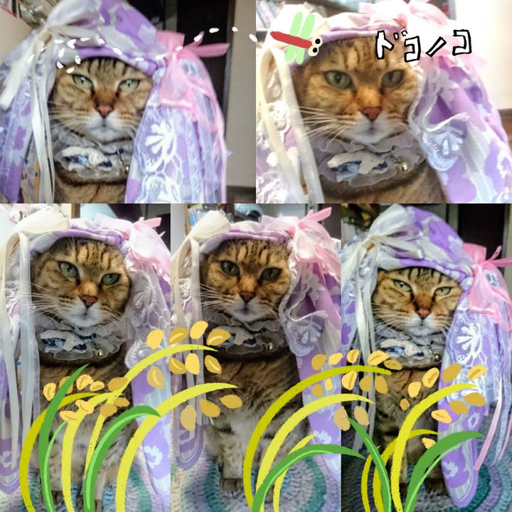 2c426a8e 8e00 49ff 85ac 63b3ac719582 1762900451791