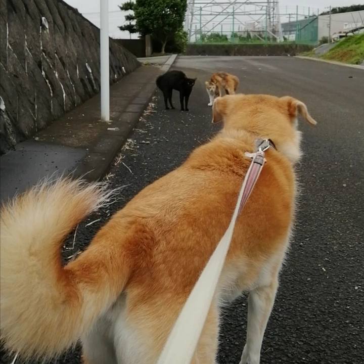 2c4512cb 24fd 4d82 9eb5 703b33403b9b 1594975566139