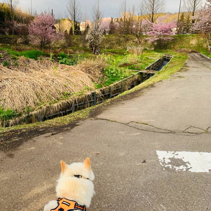 2c453e7a e78a 4c7d b376 4488a15840a1 1620077830861