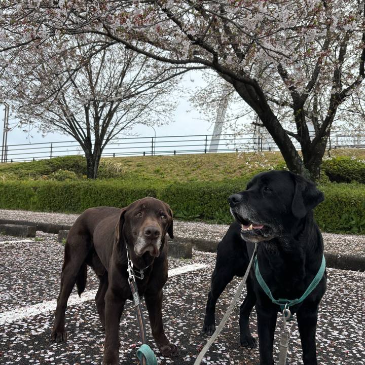 2c45fb84 d2a8 414d b812 80902bfef445 1775387179636