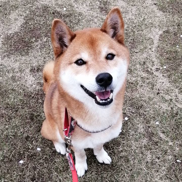 2c486be0 841d 4e58 8191 e427d41e3e60 1617091349084