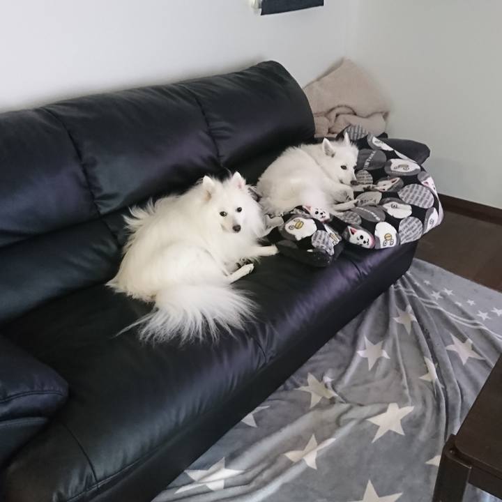 2c499410 8380 4445 b909 521c765bf356 1606282973392