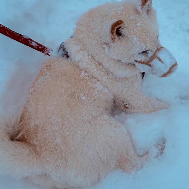 2c49d960 95af 4eab ae05 a19172d91204 1768261500781