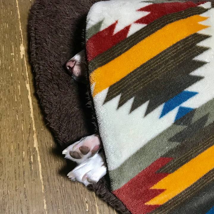 2c4adf86 fc83 40f8 b197 c5701827f62f 1543261371068