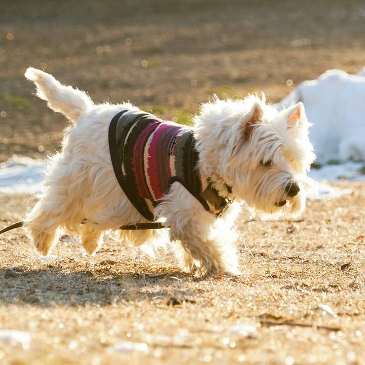 2c4b76fa 5426 45c6 803c b693789aa0aa 1516881715809